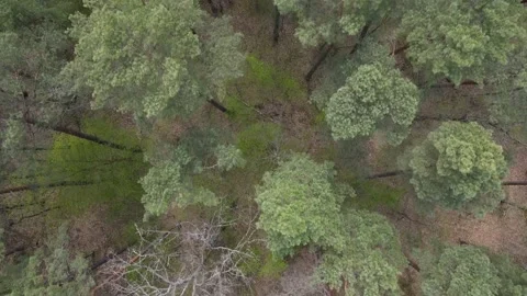 Large dense forest Stock Footage 194484057