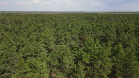 Large dense forest Stock Footage 194484059