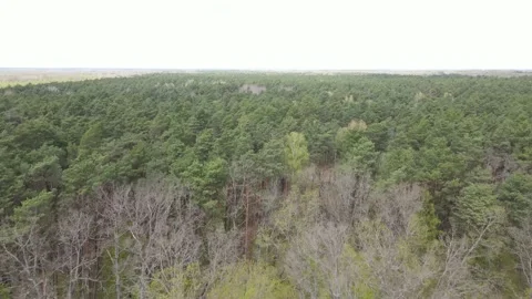 Large dense forest Stock Footage 194484209