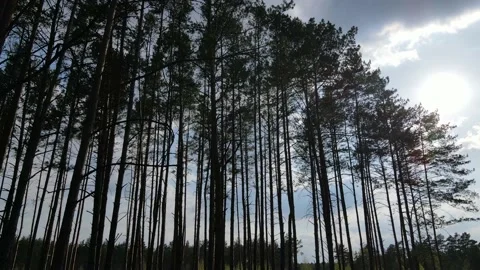 Large dense forest Stock Footage 194486101