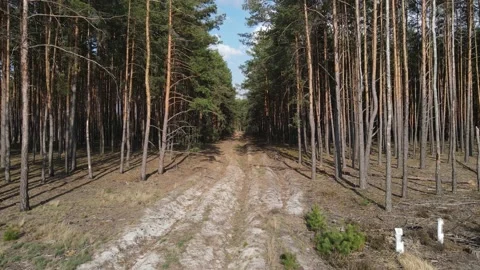 Large dense forest Stock Footage 194486242