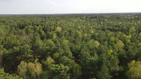 Large dense forest Stock Footage 194486370