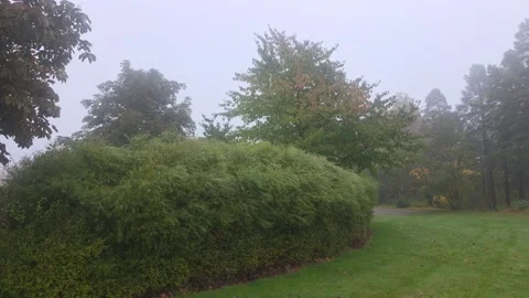Large Dense Round Green Shrub Sitting In Dark Grassy Field Stock Footage 348038048