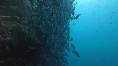 Large Dense School of Salema 스톡 동영상 128710238