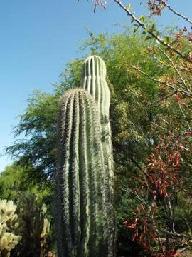 Large Desert Cactus Stock Photos