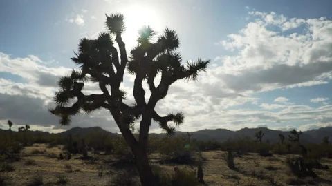 A large desert tree in silhouette in a d... | Stock Video | Pond5