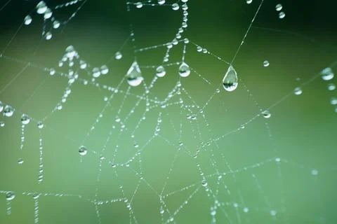 Large dew drops hanging on spider silk Stock Photos