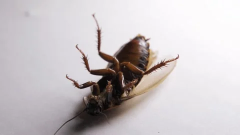 A large disgusting cockroach lies on its back and wiggles its legs Stock Footage 152724390