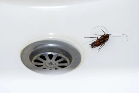 A large disgusting cockroach in the sink, next to the drain hole. An unpleasant Stock Photos