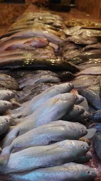 Large display of various fish in low light Stock Photos