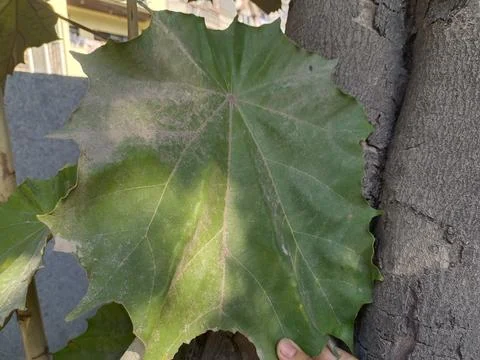 A large, distinct leaf from Dinner Plate tree, or Kanak Champa Stock Photos