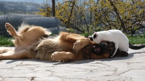 Large dog and small cat playing and rolling outdoors. Loving and happy animals p Stock Footage 332875036