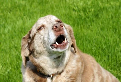 Large dog barking Stock Photos