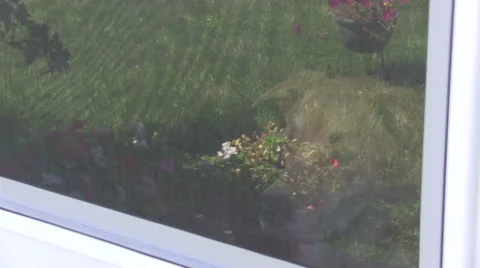 Large dog behind a screen door Stock-Footage 53830616
