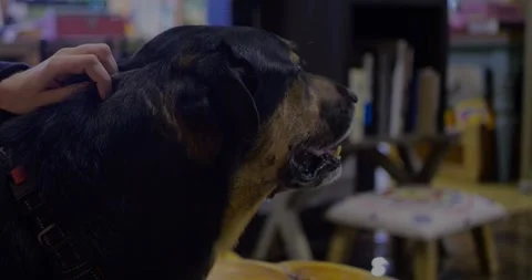 Large dog being gently petted on the head indoors, mouth slightly open... Stockbeeldmateriaal 319880734