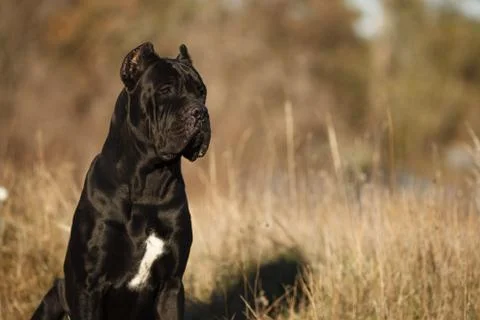 Large dog breed cane Corso black beautiful large portrait Stock Photos