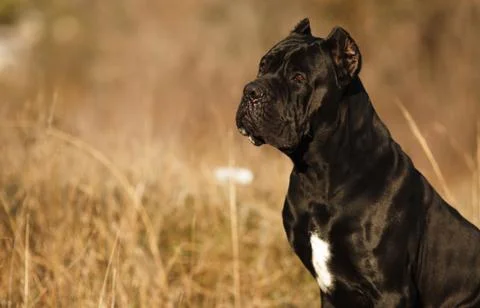 Large dog breed cane Corso black beautiful large portrait Stock Photos