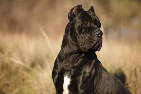 Large dog breed cane Corso black beautiful large portrait Stock Photos