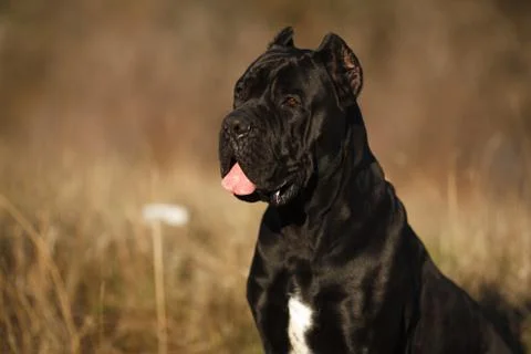 Large dog breed cane Corso black beautiful large portrait Stock Photos