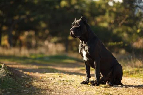 Large dog breed cane Corso black sitting in the woods for a walk Stock Photos