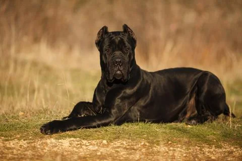 Large dog breed cane Corso black in the woods for a walk Stock Photos