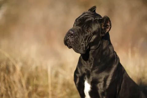 Large dog breed cane Corso black beautiful large portrait Stock Photos