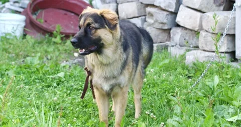 Large dog on a chain sits on the grass Video stock 168493579