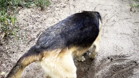 A large dog digs a pit Video stock 93037643