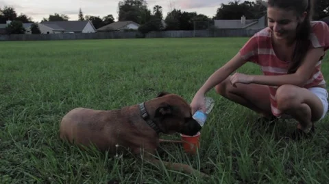 Large dog drinking water Video stock 42201163
