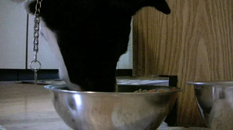 Large dog eats from bowl Stock Footage 456120