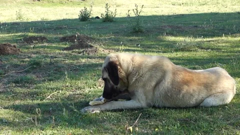 A large dog that eats a piece of bread by holding it with its paws, 動画素材 245799163