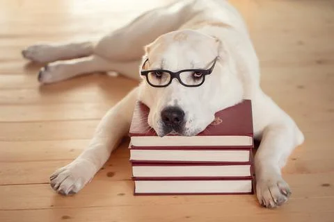 A large dog with glasses is lying on a stack of books. The concept of educati Stock Photos