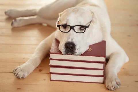 A large dog with glasses is lying on a stack of books. The concept of educati Stock Photos