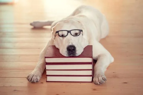 A large dog with glasses is lying on a stack of books. The concept of educati Stock Photos