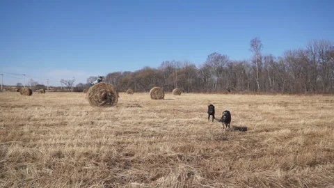 Large dog jump from a haystack and runs, quickly approaching Stock Footage 119679294