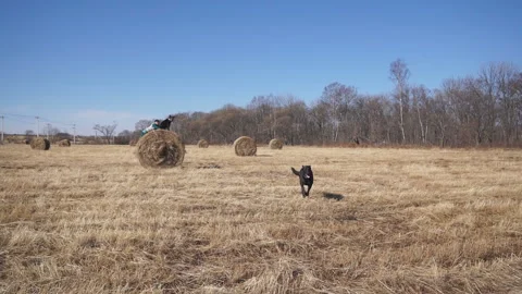 Large dog jump from a haystack and runs, quickly approaching Stock Footage 119679370