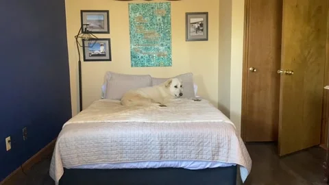 Large Dog Laying on Queen Bed Stock Footage 239272919
