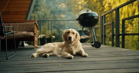 A large dog of light coloring poses at a picnic against the backdrop of a green Stock Footage 246416687