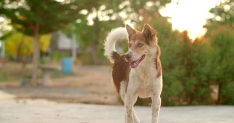 A large dog looked at something across the fence.The dog thailand. Stock Footage 239363376