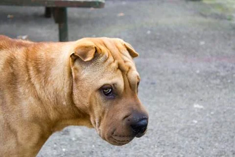 Large dog looking away from camera. Stock Photos