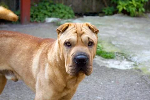 Large dog looking at camera. Stock Photos