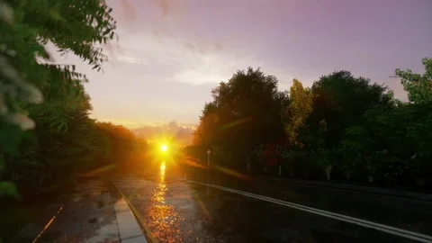 Large dog lost on a road with trees Video stock 167882136