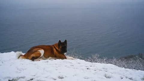 A large dog is lying on the snow-covered seashore. Stock Footage 231003917