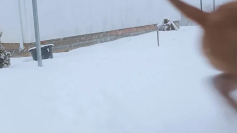 A large dog plays with a rubber ring. Dogue de Bordeaux runs through the snow Stock Footage 240298056