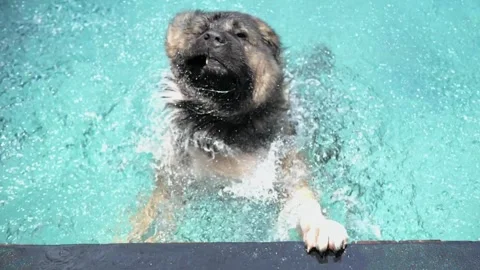 Large dog in pool wagging its head, splashes flying in all directions. Each Stock Footage 276328755