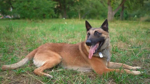 Large Dog Is Resting In The Park On The Grass Stock Footage 130059581