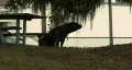 Large Dog In Silhouette 01 HD Footage