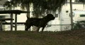 Large Dog In Silhouette 02 HD Footage