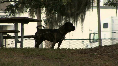 Large Dog In Silhouette 02 Stock Footage