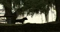 Large Dog In Silhouette 03 Video HD